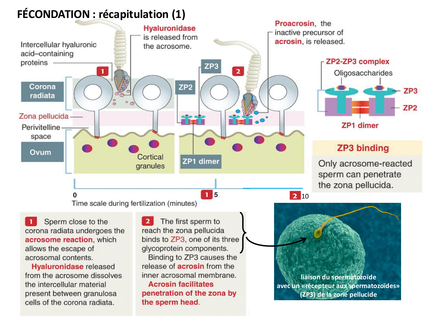Fécondation et empreinte génomique page 43