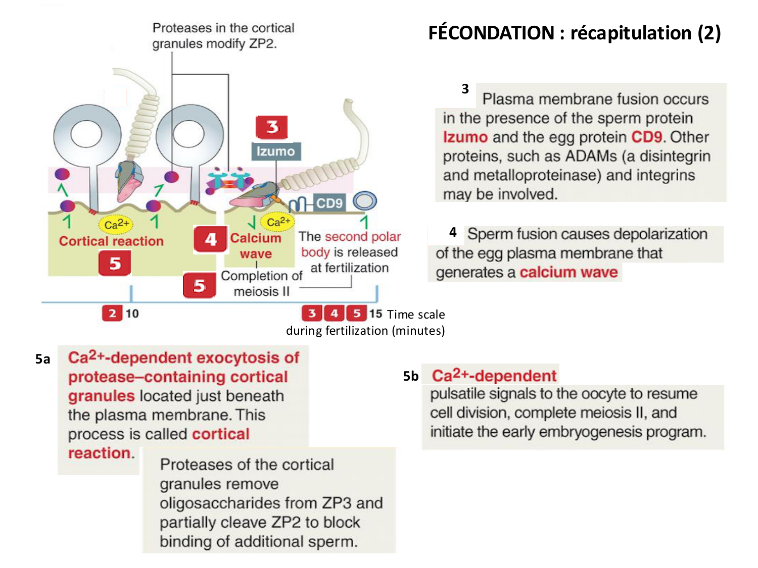 Fécondation et empreinte génomique page 44