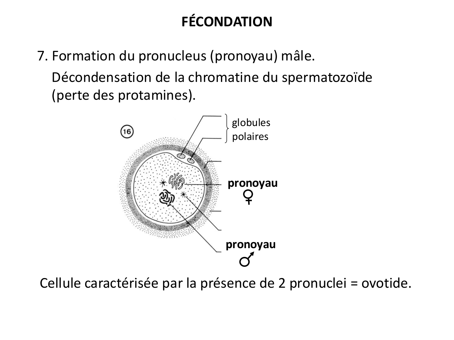 Fécondation et empreinte génomique page 46