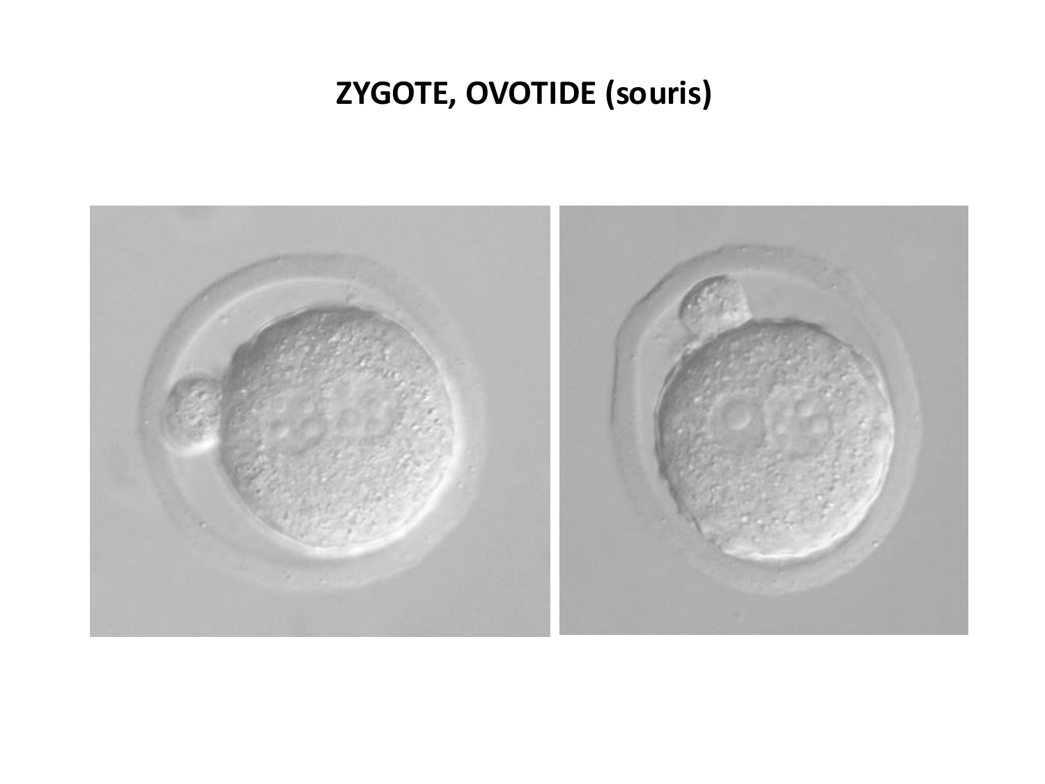 Fécondation et empreinte génomique page 48