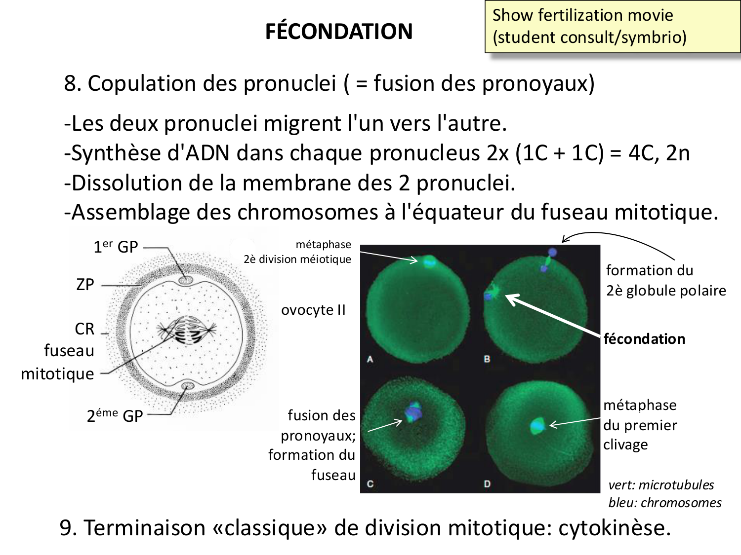 Fécondation et empreinte génomique page 49