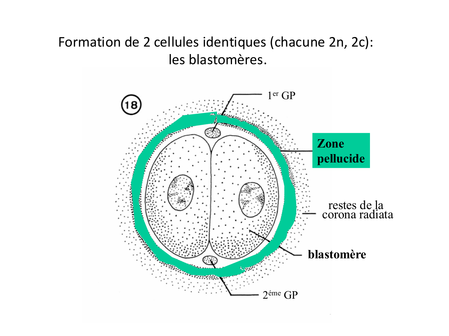 Fécondation et empreinte génomique page 50