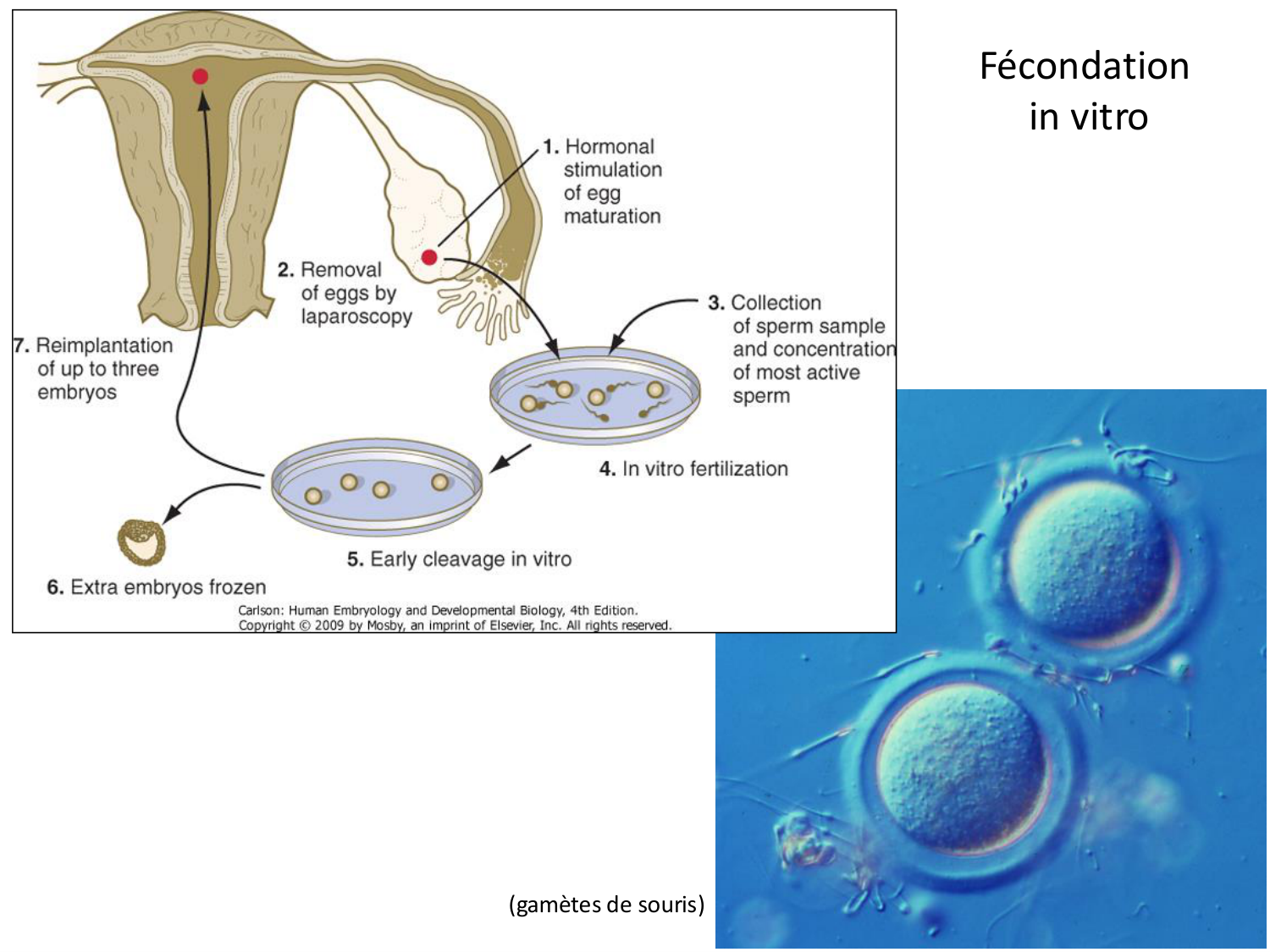 Fécondation et empreinte génomique page 52