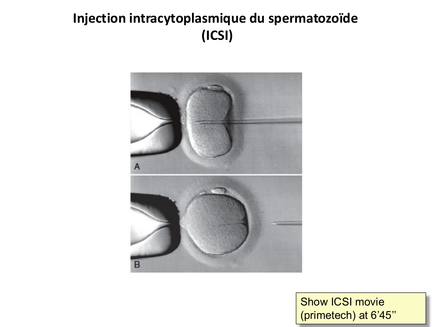 Fécondation et empreinte génomique page 53
