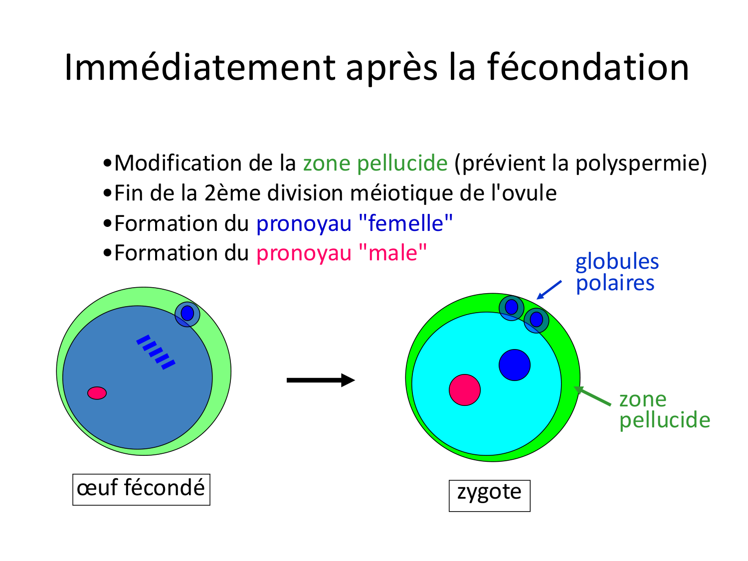 Fécondation et empreinte génomique page 55