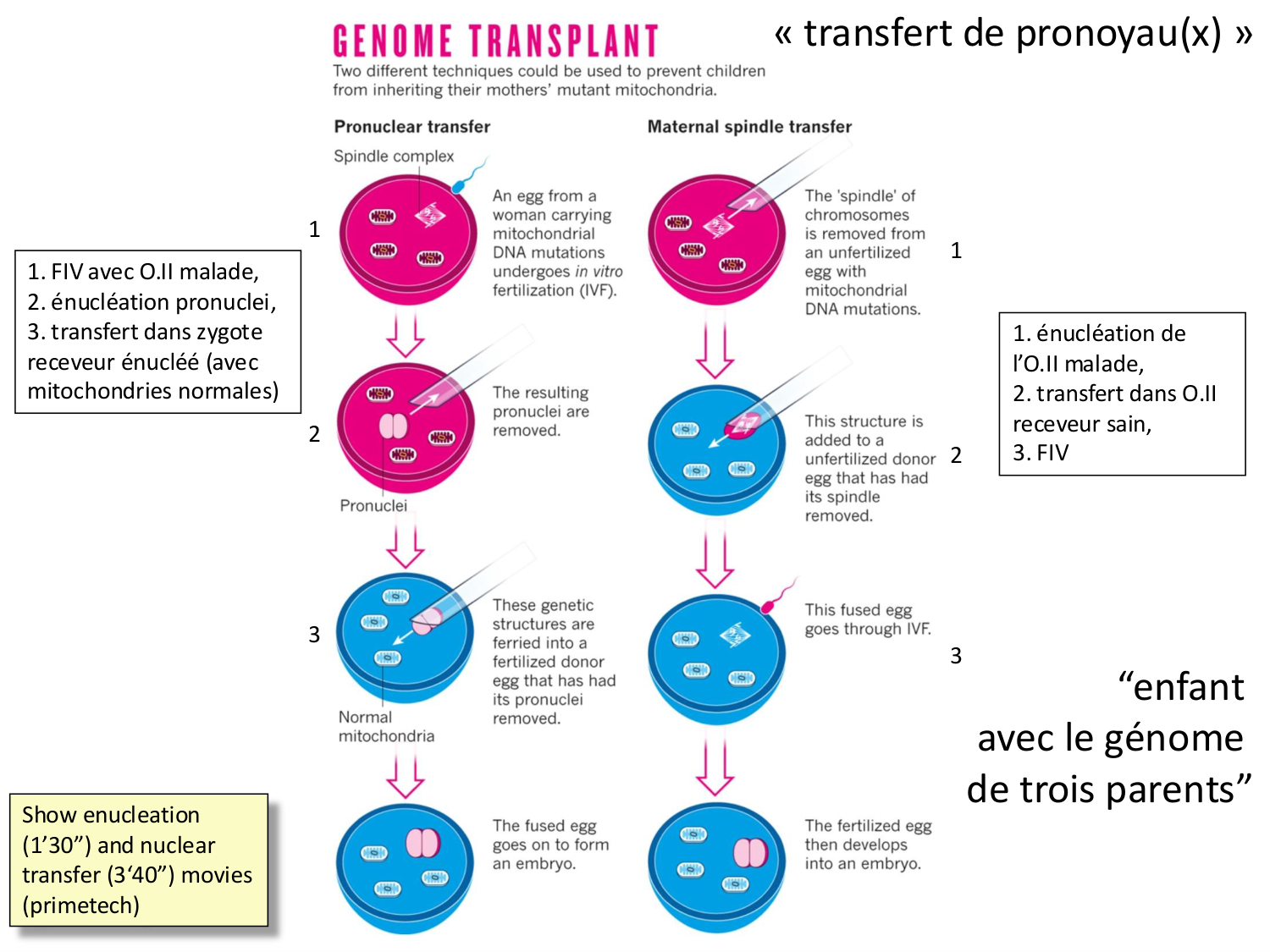 Fécondation et empreinte génomique page 59