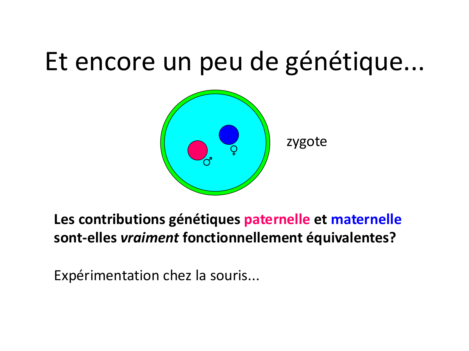 Fécondation et empreinte génomique page 60