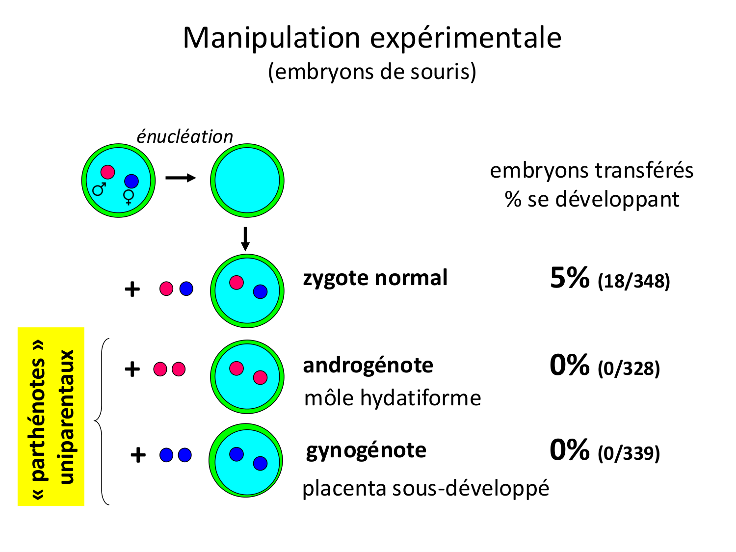 Fécondation et empreinte génomique page 62