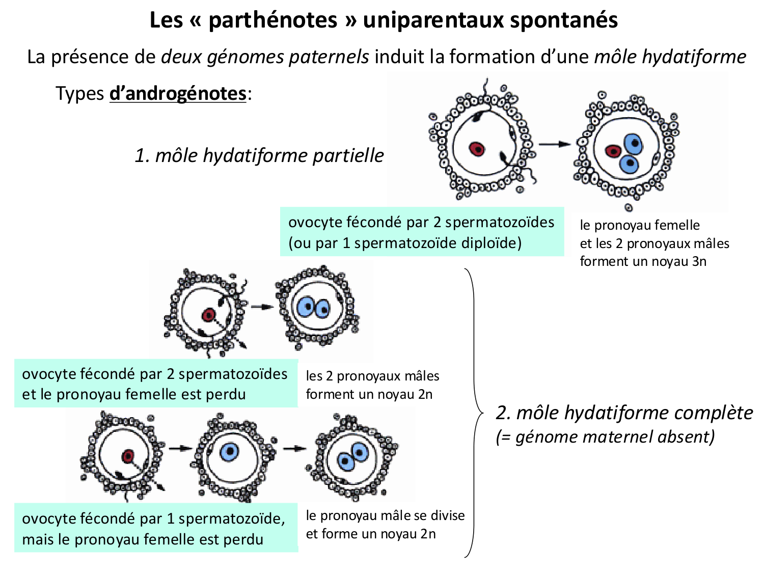 Fécondation et empreinte génomique page 64