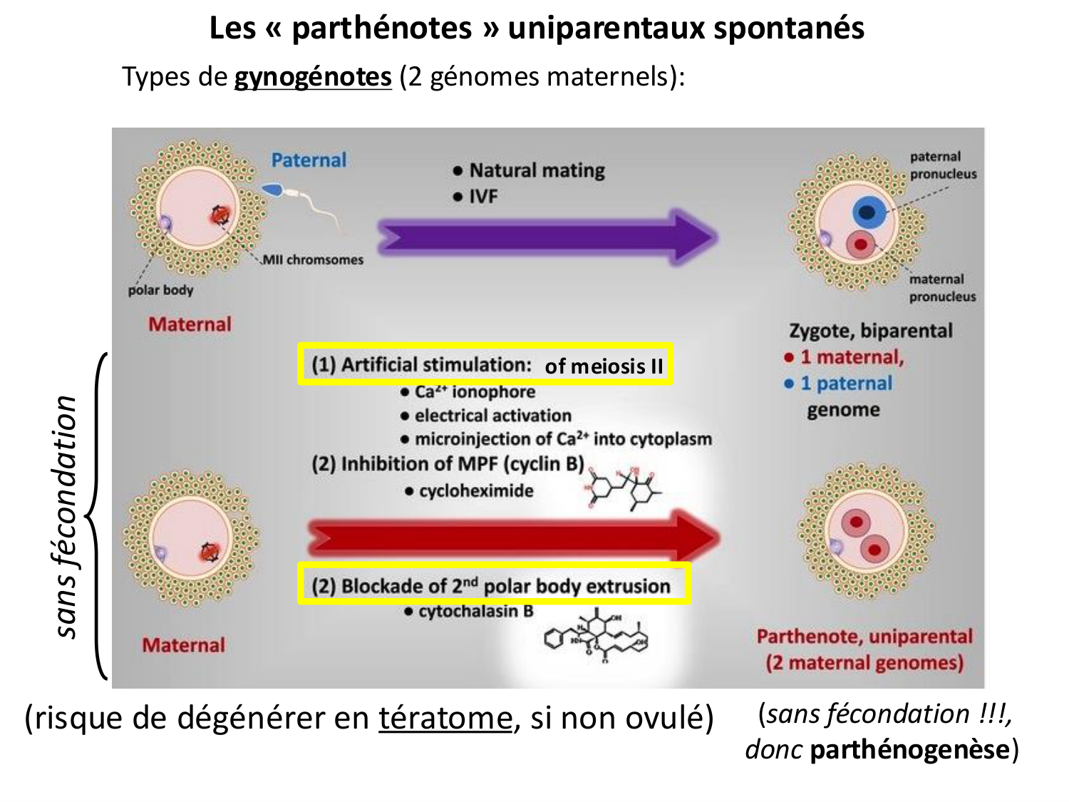 Fécondation et empreinte génomique page 65
