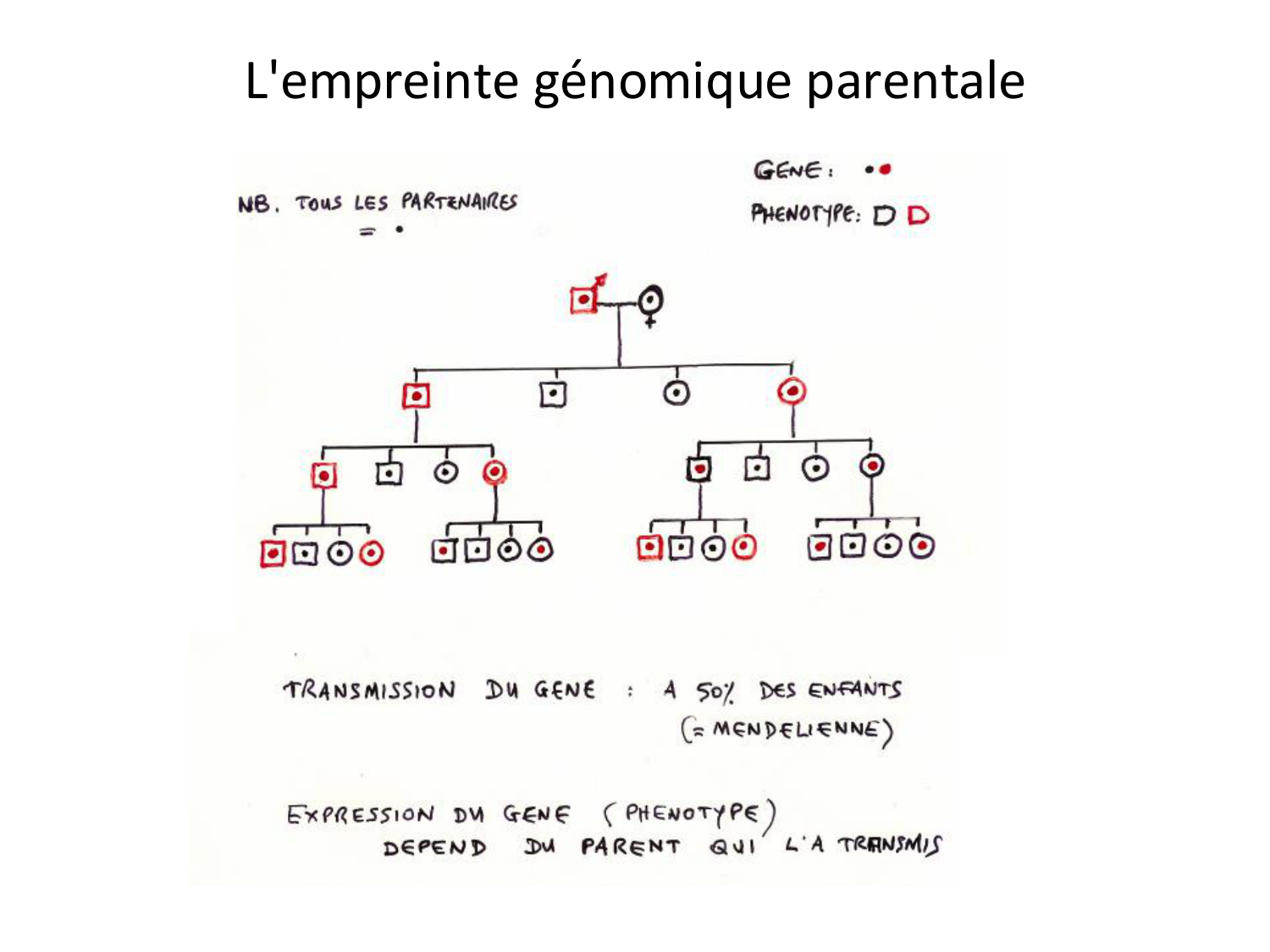 Fécondation et empreinte génomique page 69