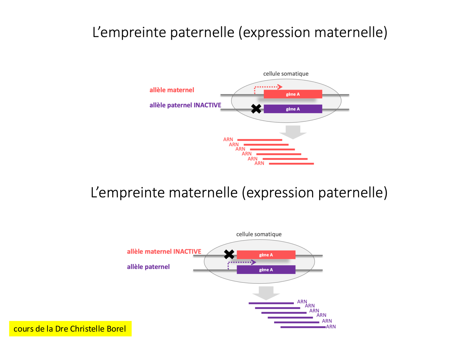 Fécondation et empreinte génomique page 70