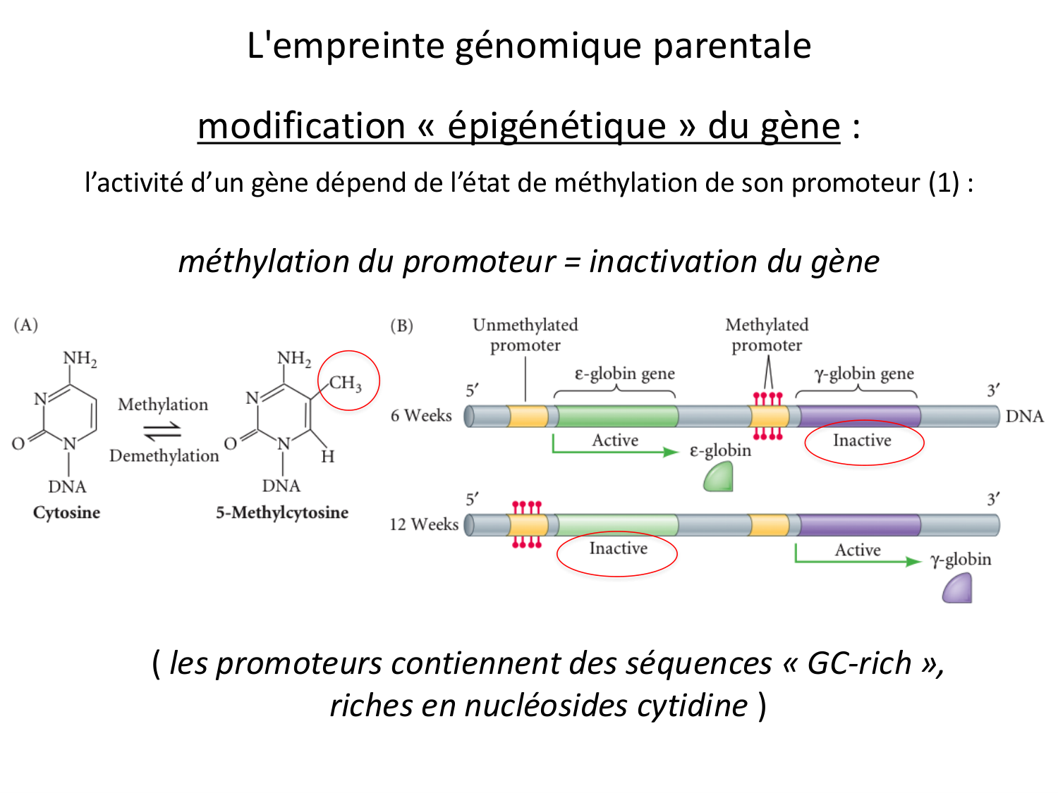 Fécondation et empreinte génomique page 71