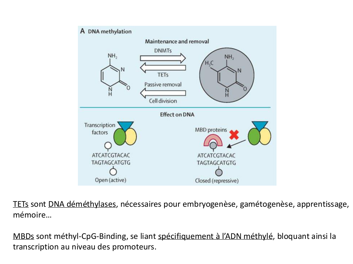 Fécondation et empreinte génomique page 72