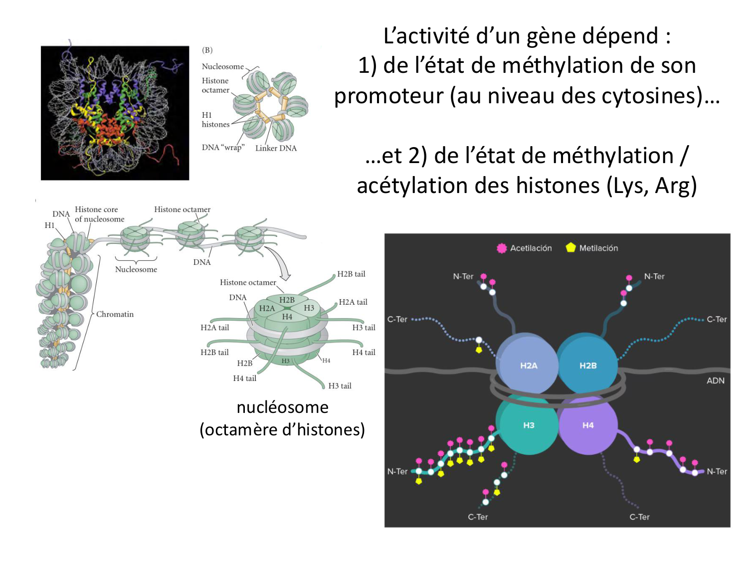 Fécondation et empreinte génomique page 73