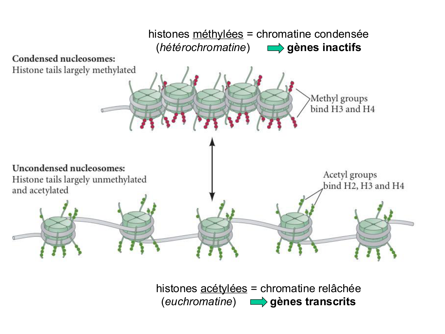 Fécondation et empreinte génomique page 74