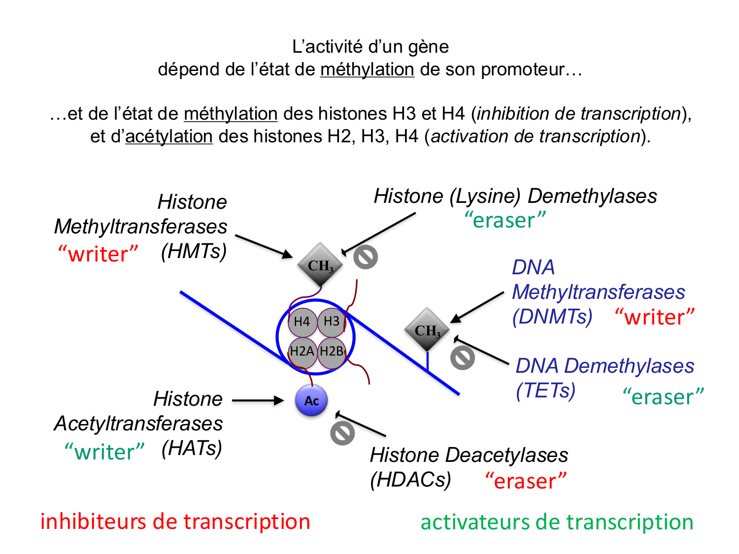 Fécondation et empreinte génomique page 75