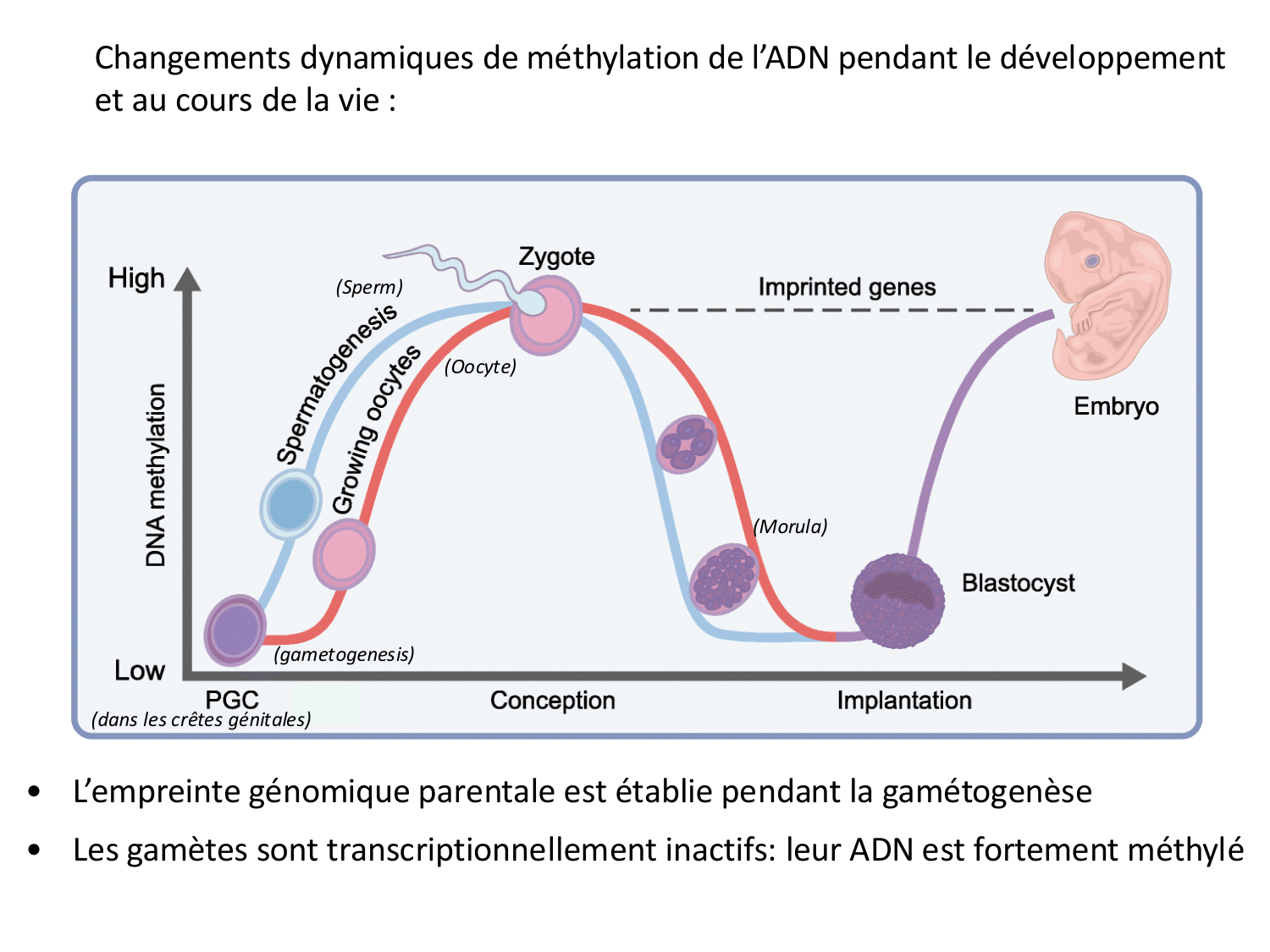 Fécondation et empreinte génomique page 78