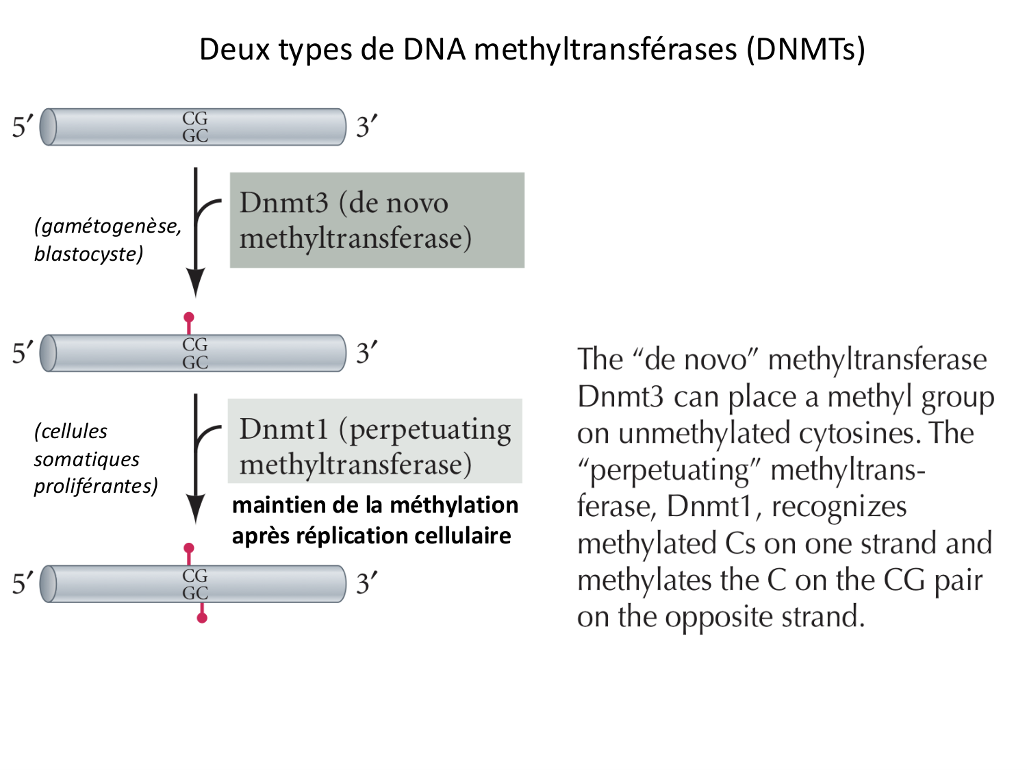 Fécondation et empreinte génomique page 79