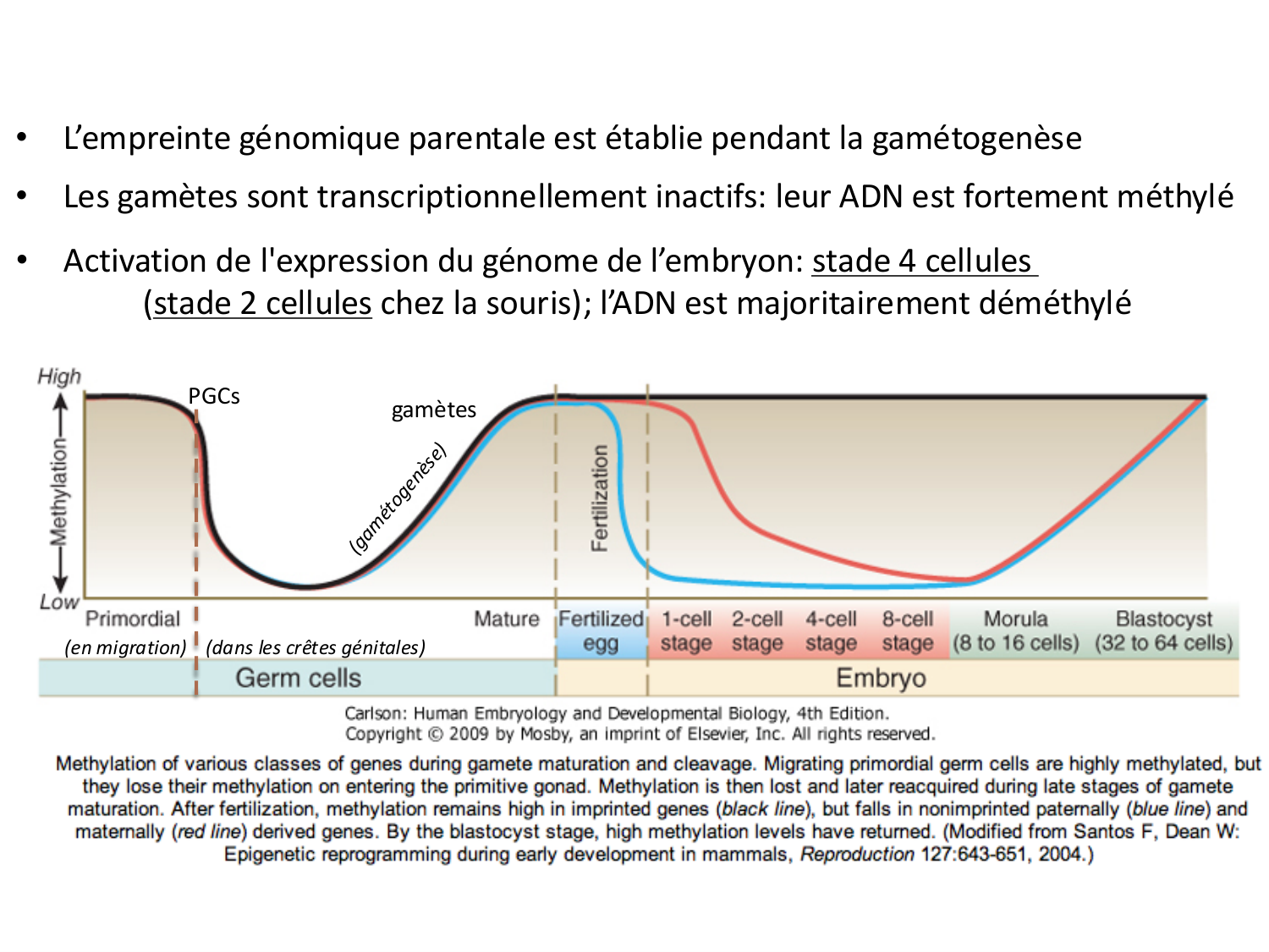 Fécondation et empreinte génomique page 80