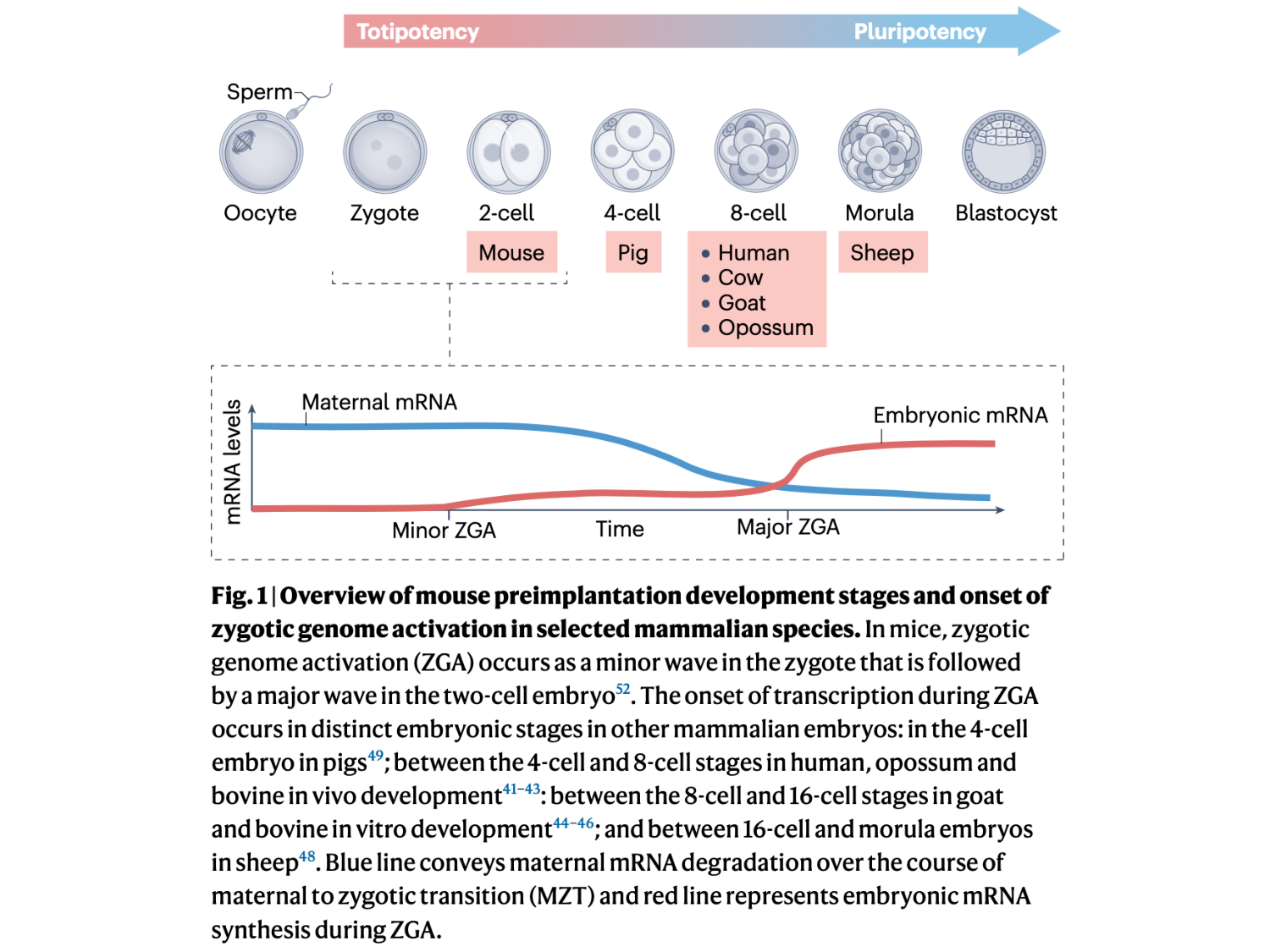 Fécondation et empreinte génomique page 81