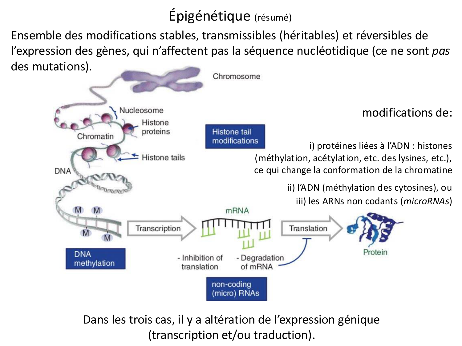 Fécondation et empreinte génomique page 85