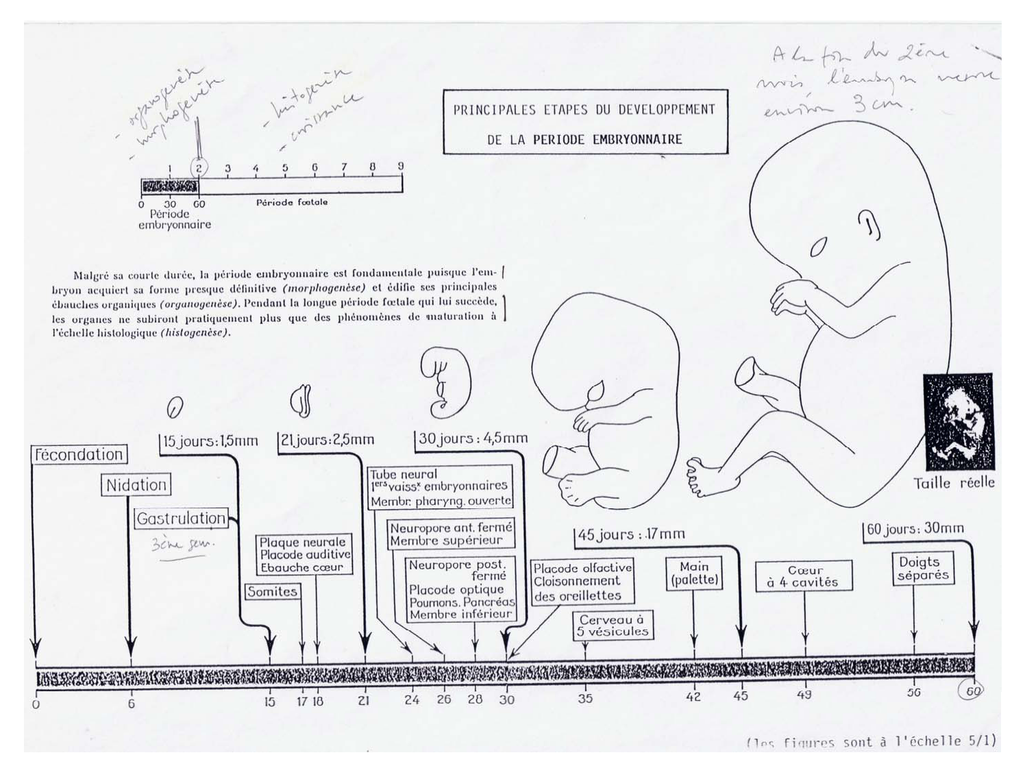 trois feuillets-2premiers mois-jumeaux page 2