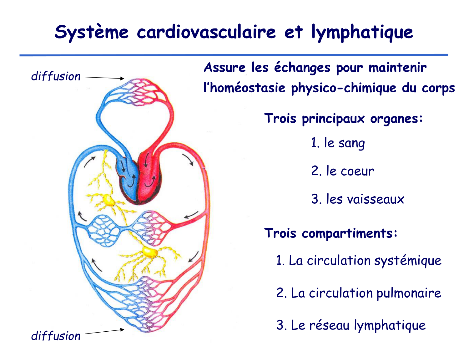 Physiologie cardiovasculaire I page 5