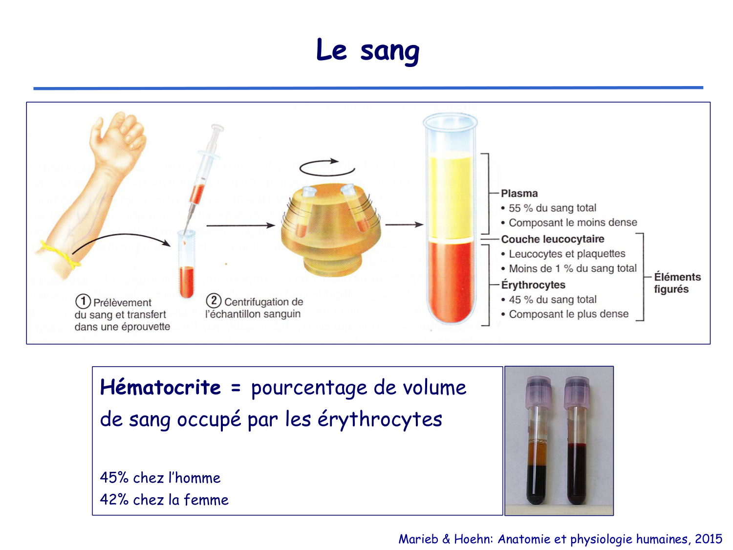 Physiologie cardiovasculaire I page 6