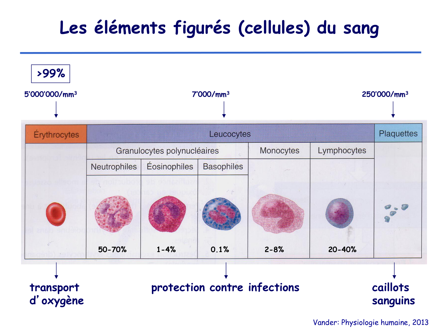 Physiologie cardiovasculaire I page 7