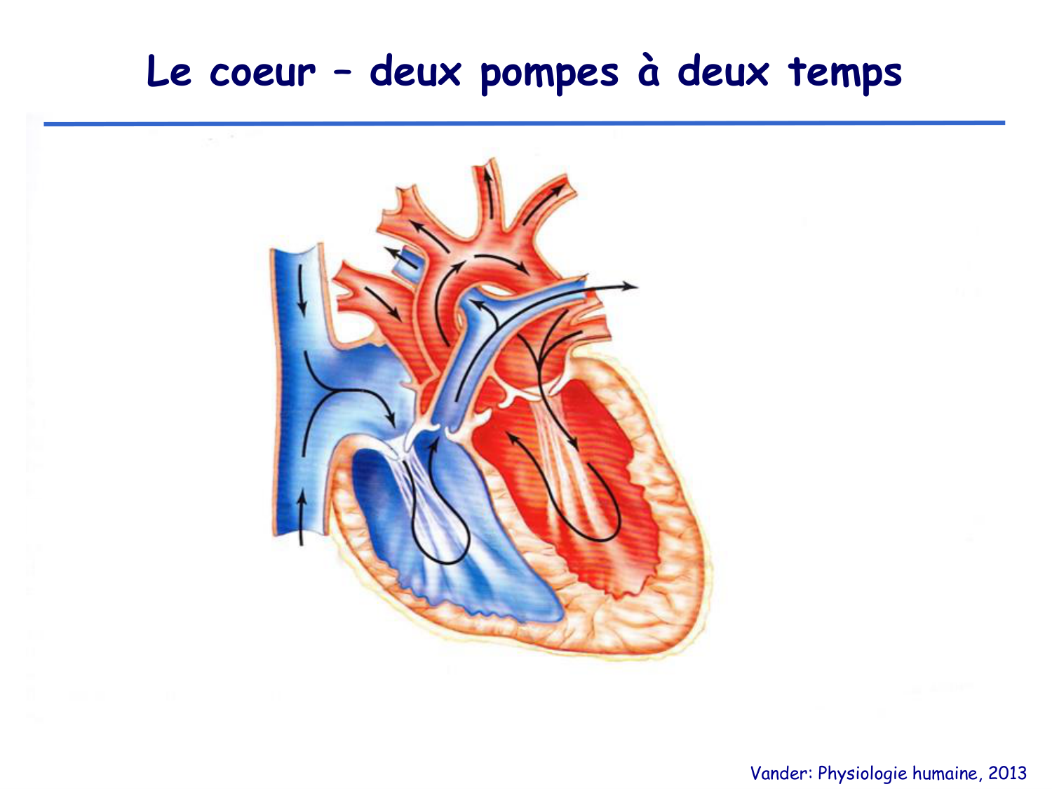 Physiologie cardiovasculaire I page 10