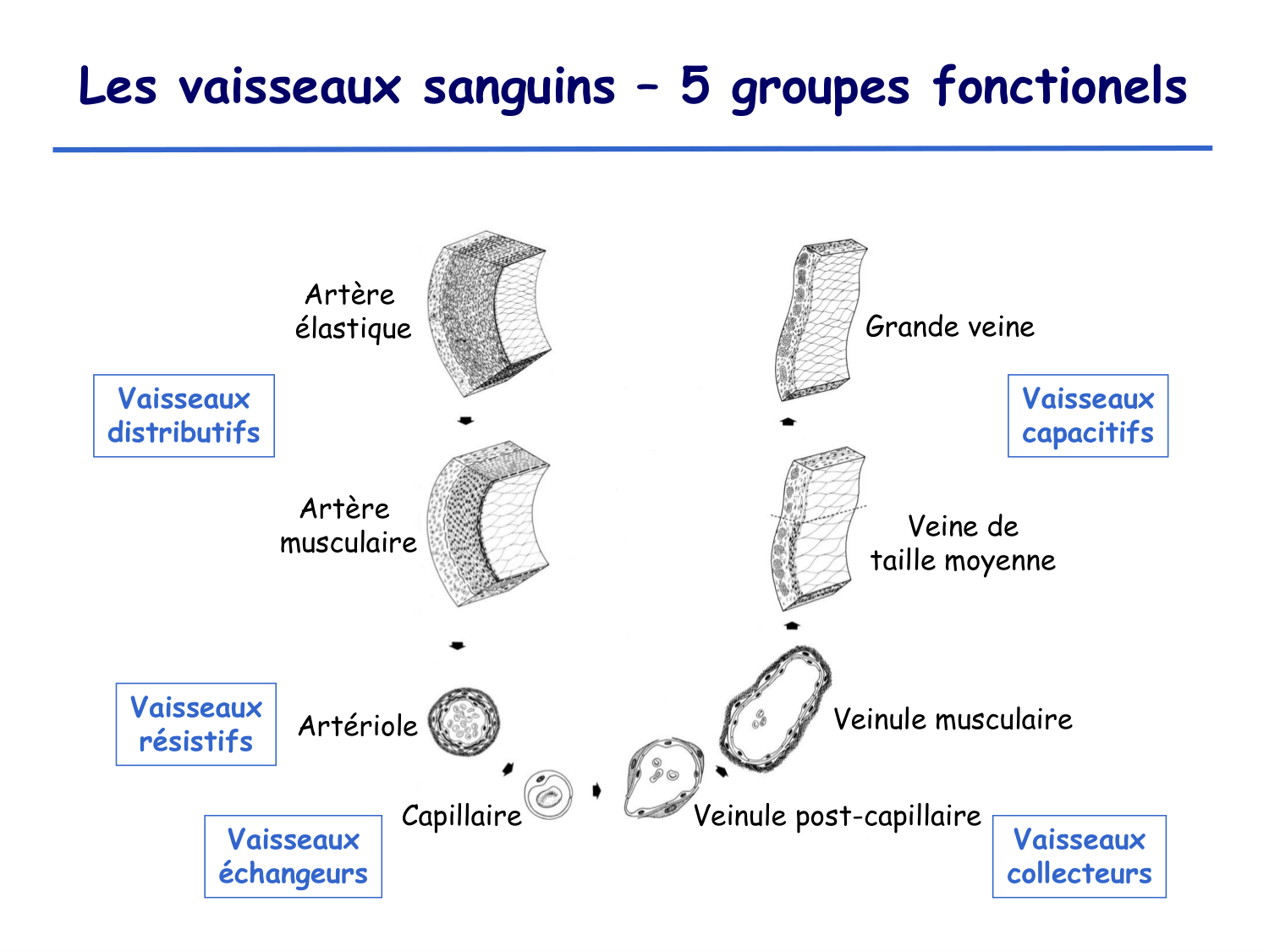 Physiologie cardiovasculaire I page 11