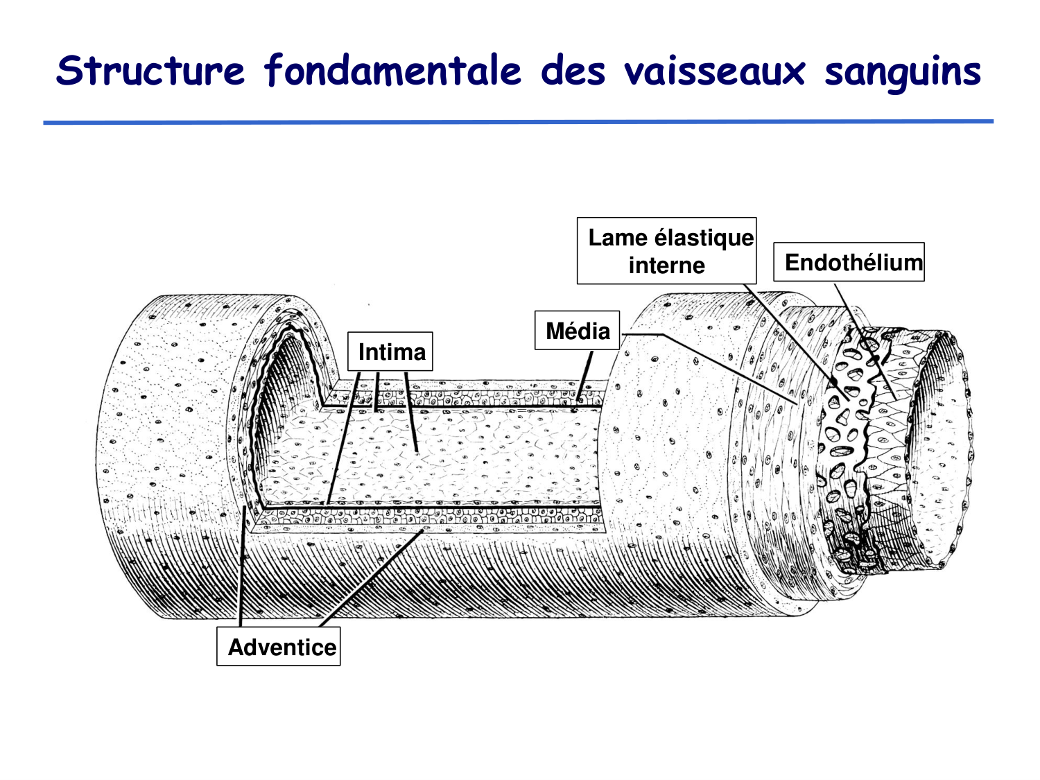 Physiologie cardiovasculaire I page 12
