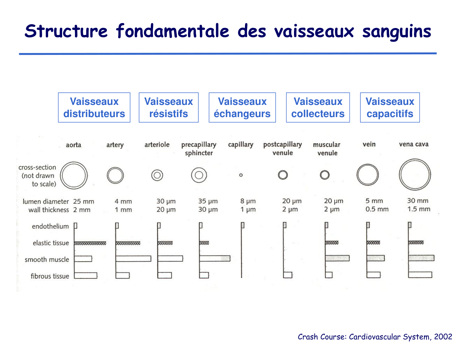 Physiologie cardiovasculaire I page 13
