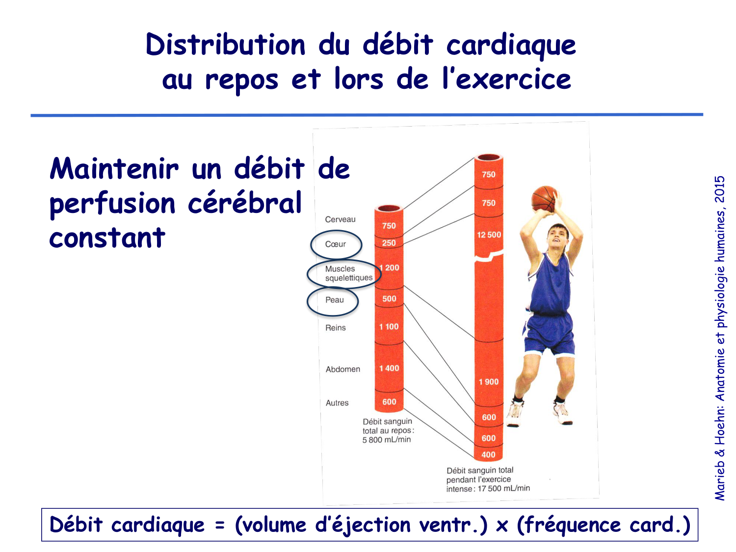 Physiologie cardiovasculaire I page 16