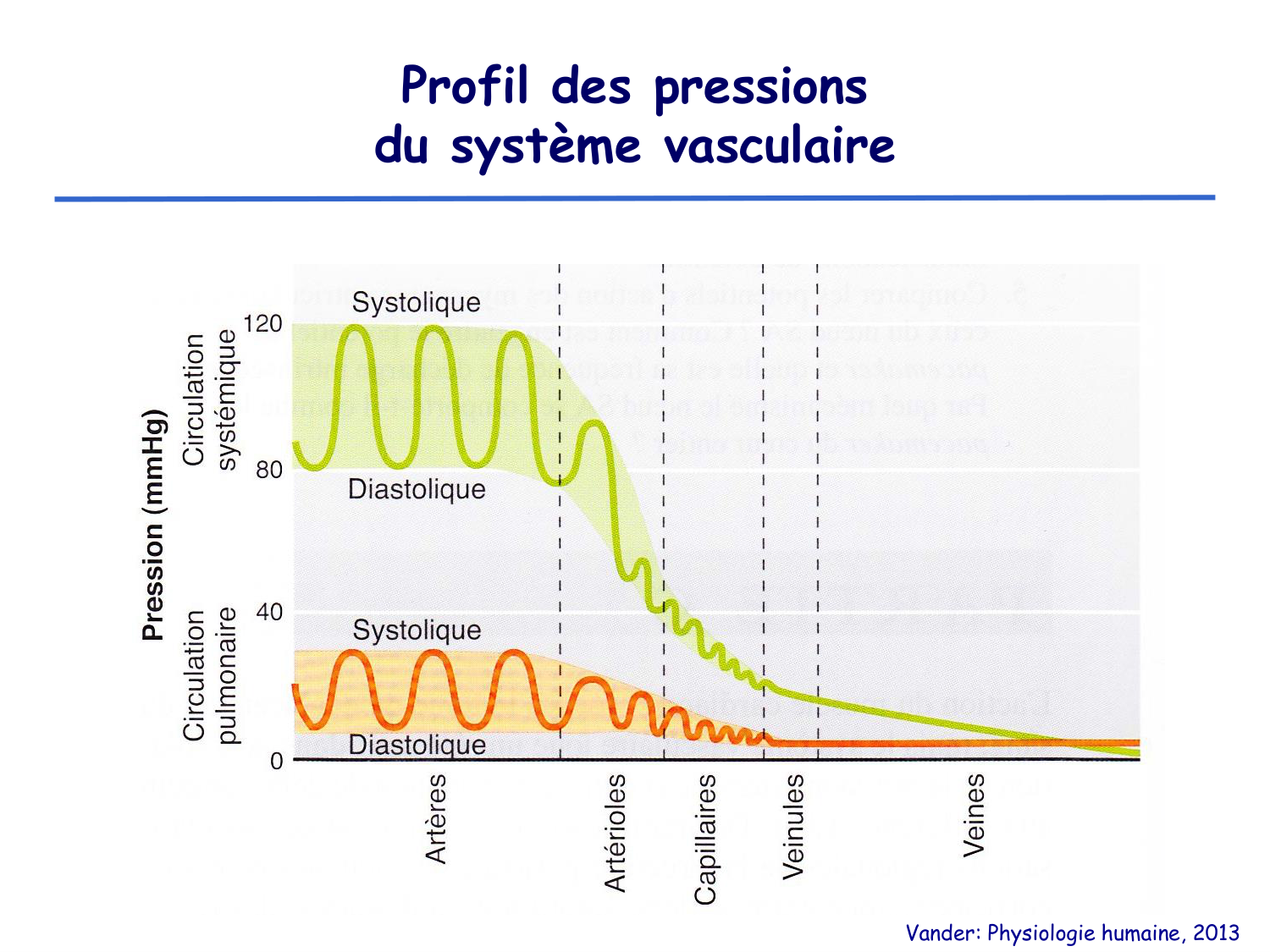 Physiologie cardiovasculaire I page 17