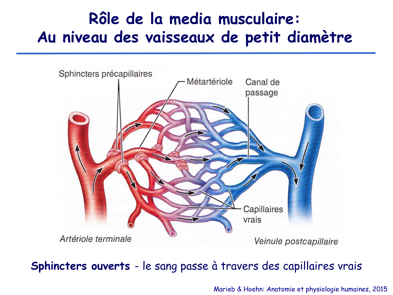 Physiologie cardiovasculaire I page 19