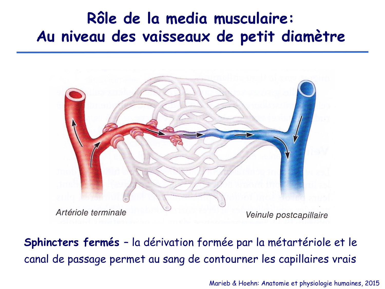 Physiologie cardiovasculaire I page 20