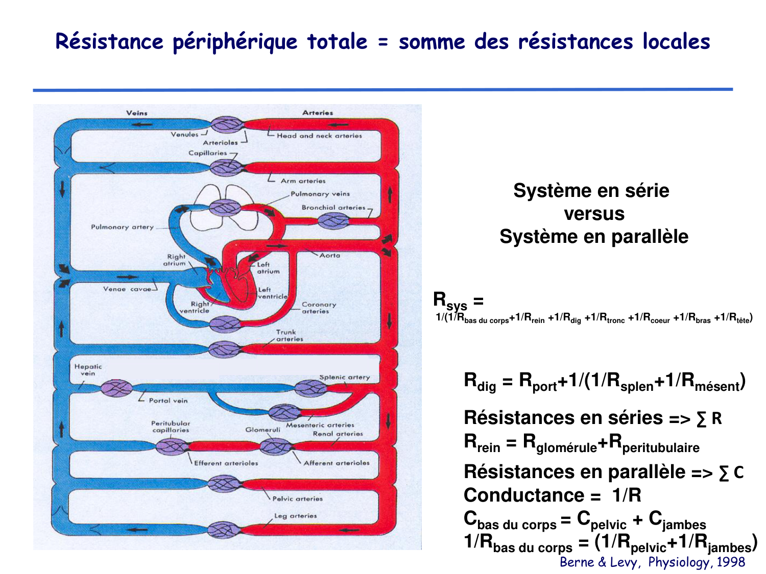 Physiologie cardiovasculaire I page 22