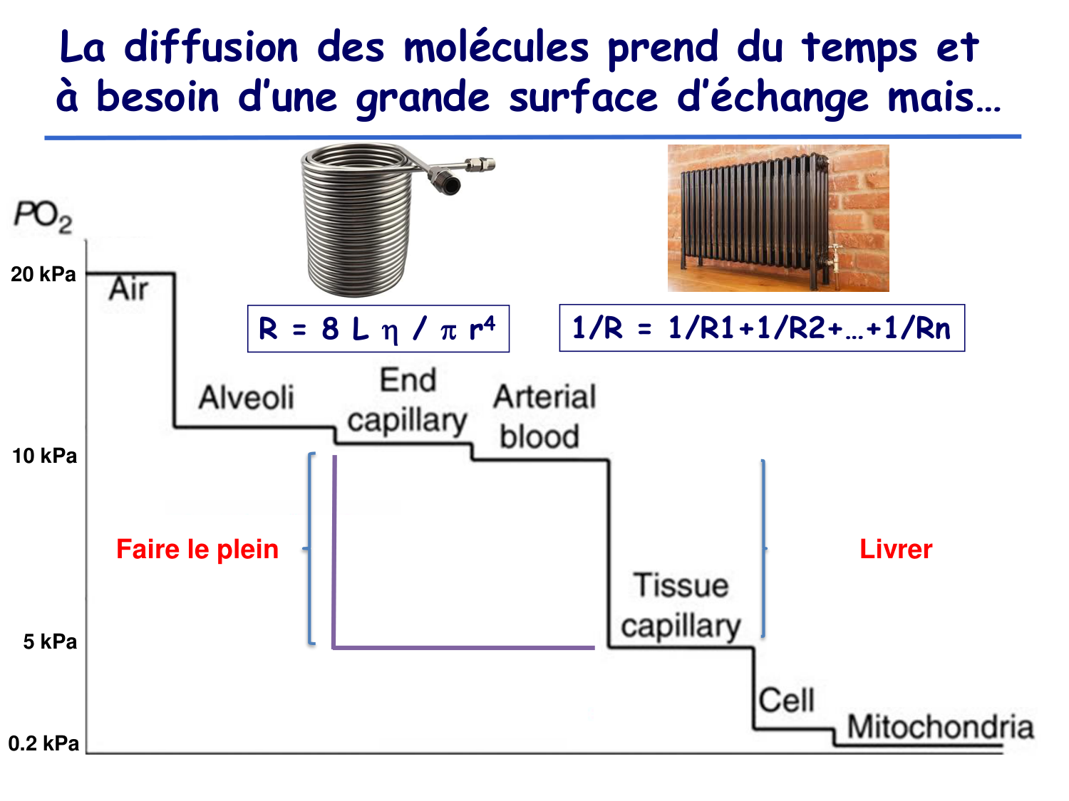 Physiologie cardiovasculaire I page 23