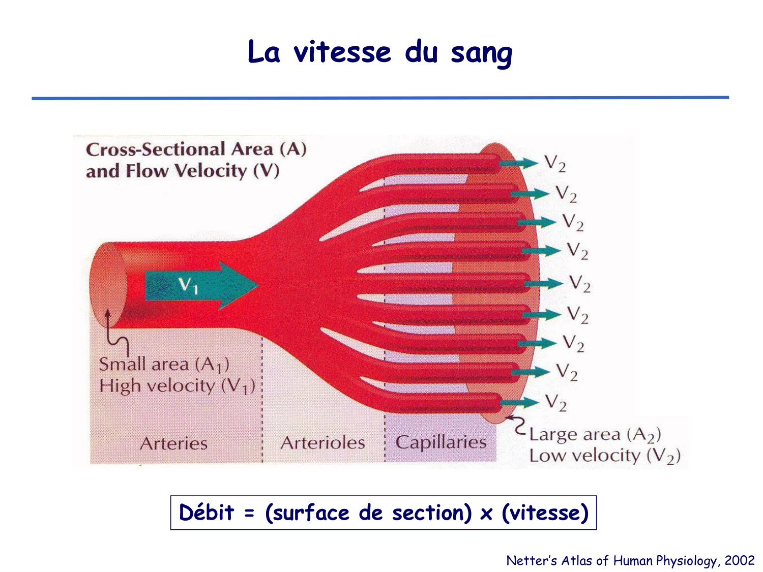 Physiologie cardiovasculaire I page 24