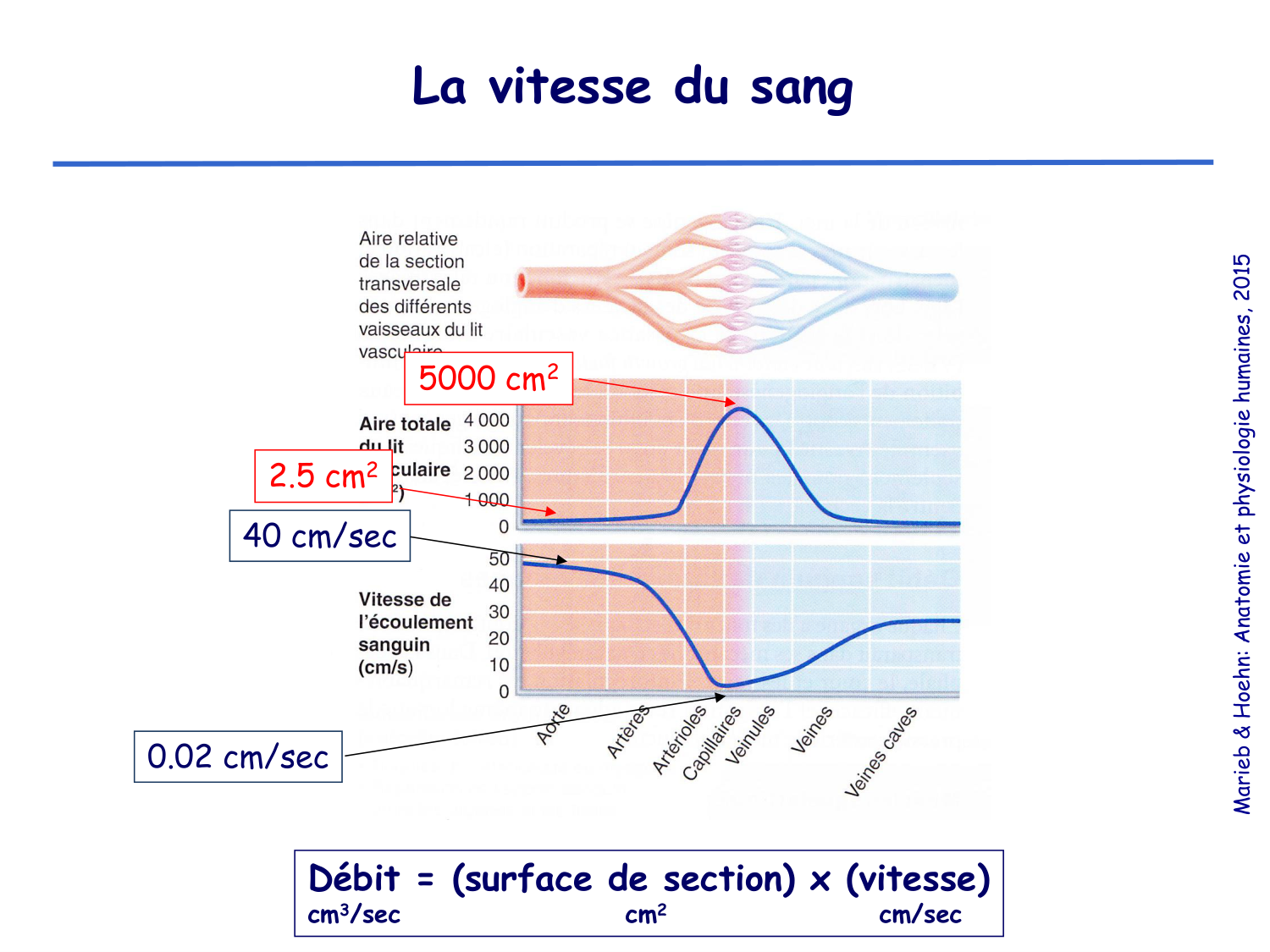 Physiologie cardiovasculaire I page 25