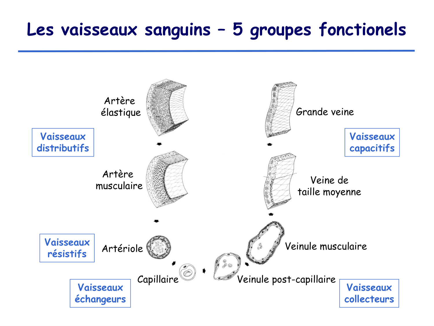 Physiologie cardiovasculaire II page 3