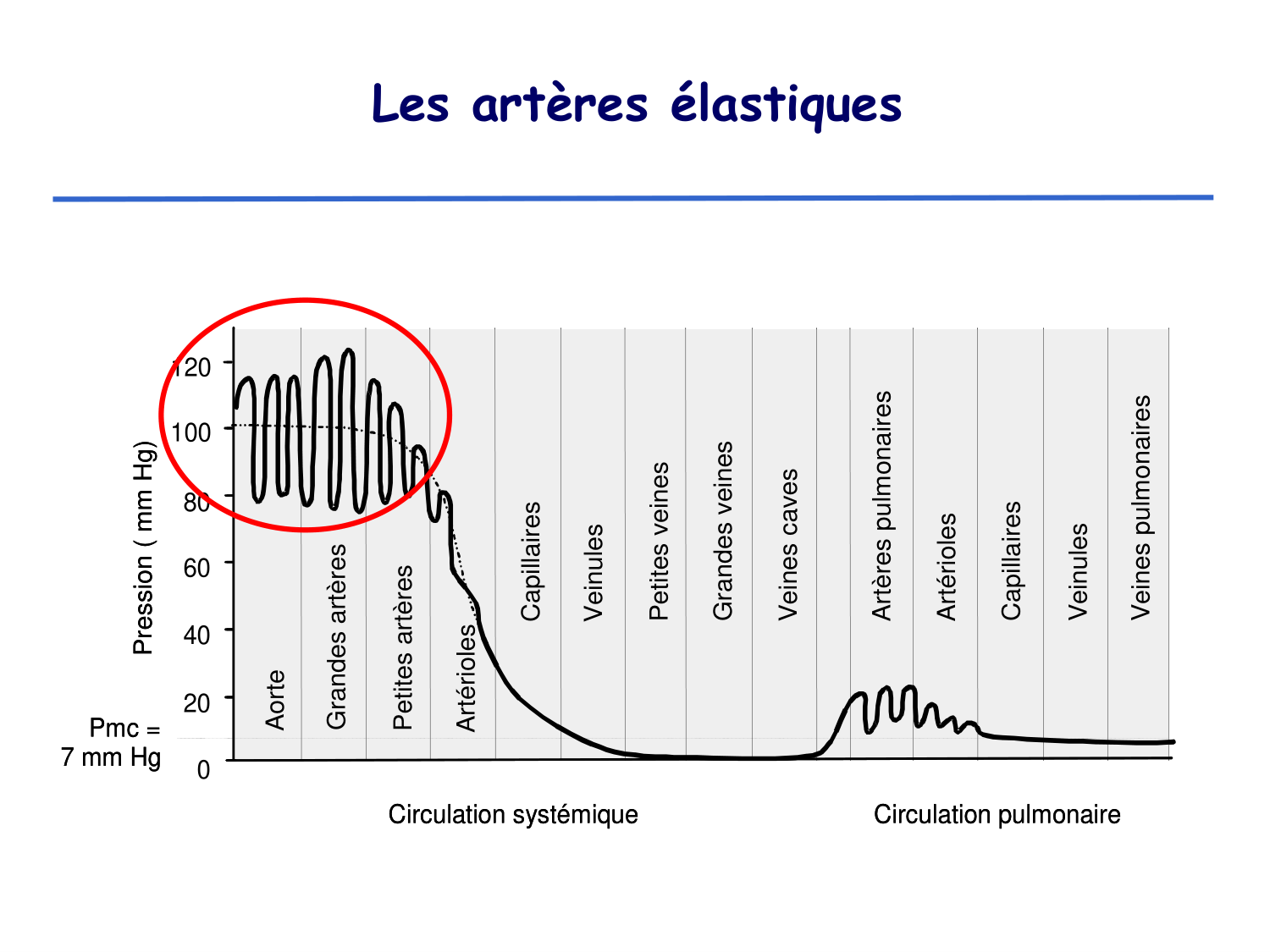 Physiologie cardiovasculaire II page 4