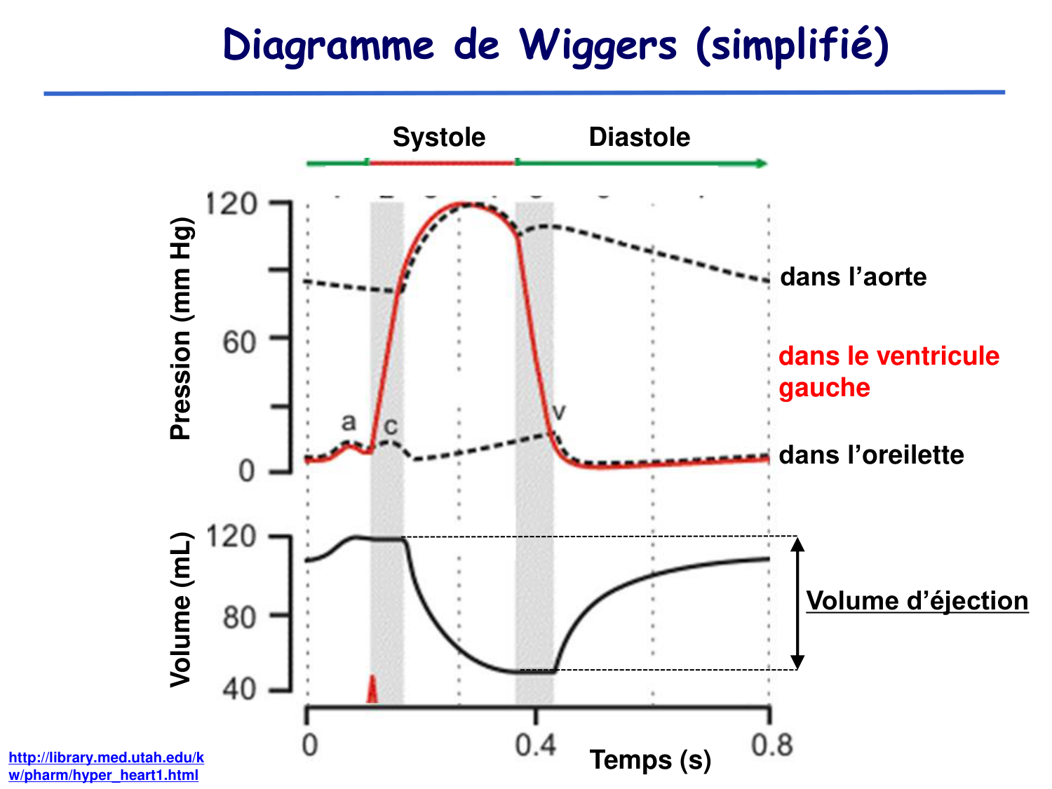 Physiologie cardiovasculaire II page 5