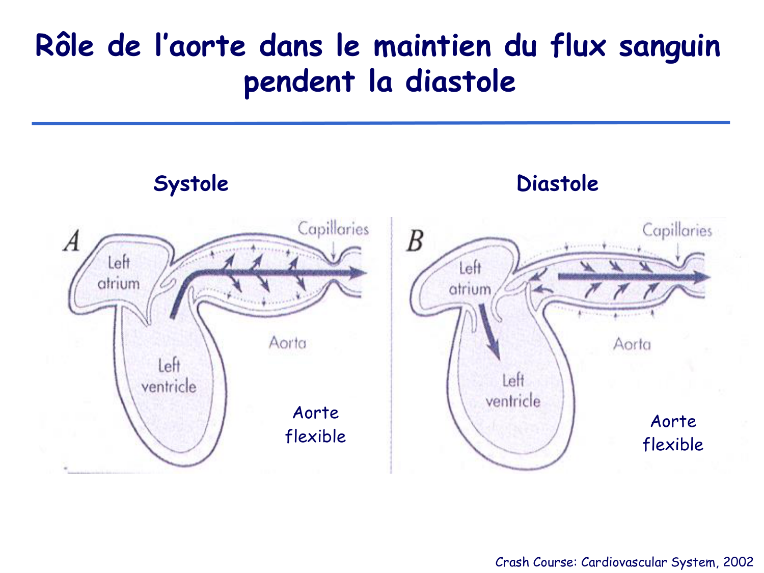 Physiologie cardiovasculaire II page 6