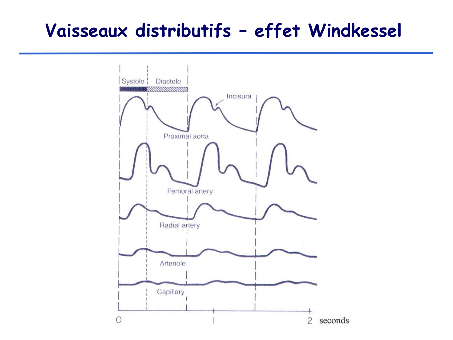 Physiologie cardiovasculaire II page 7