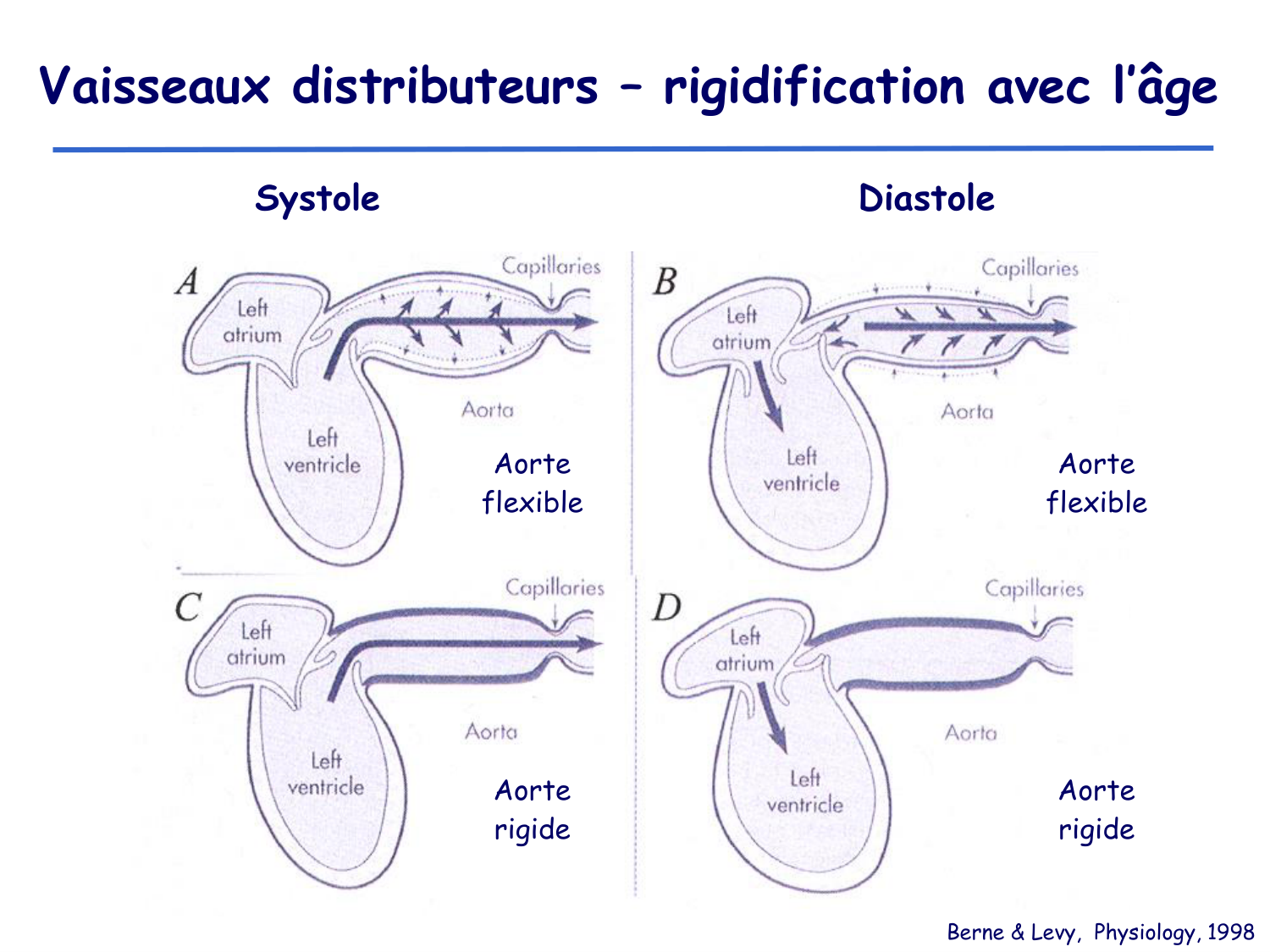Physiologie cardiovasculaire II page 8