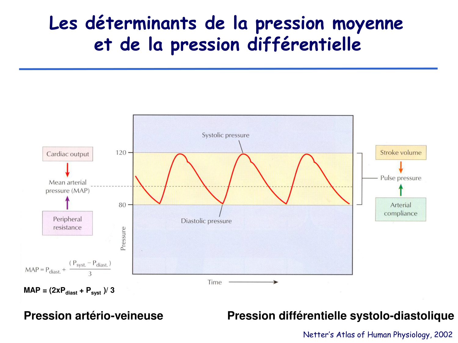 Physiologie cardiovasculaire II page 12