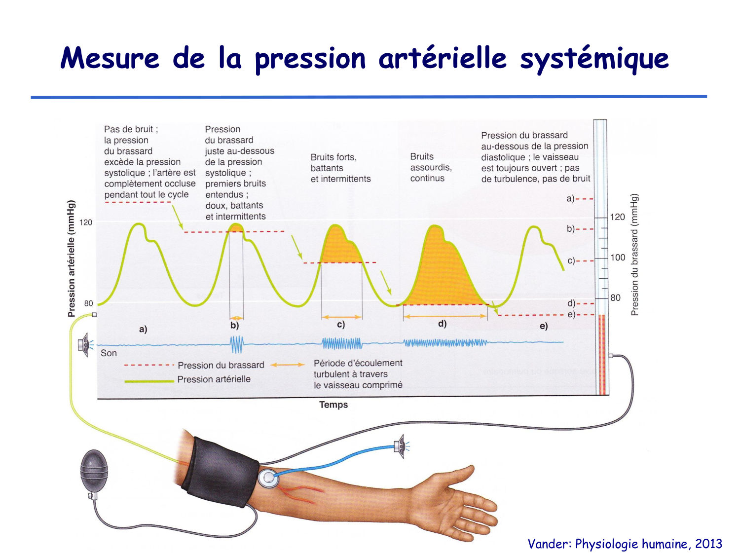 Physiologie cardiovasculaire II page 14